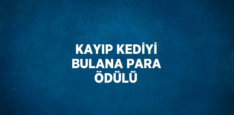 KAYIP KEDİYİ BULANA PARA ÖDÜLÜ