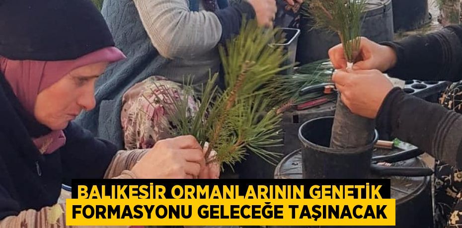 Balıkesir Ormanlarının genetik formasyonu geleceğe taşınacak