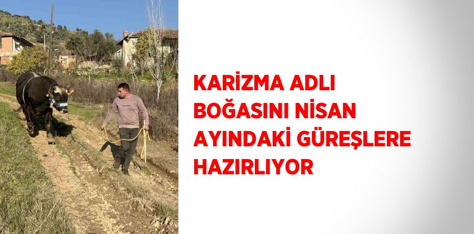 KARİZMA ADLI BOĞASINI NİSAN AYINDAKİ GÜREŞLERE HAZIRLIYOR