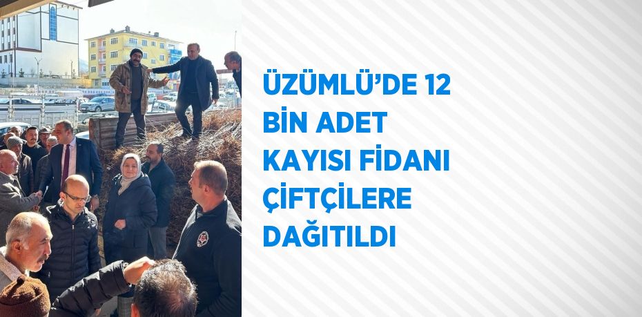 ÜZÜMLÜ’DE 12 BİN ADET KAYISI FİDANI ÇİFTÇİLERE DAĞITILDI