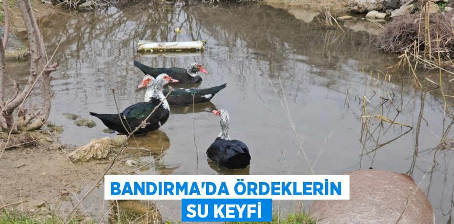 Bandırma'da ördeklerin su keyfi