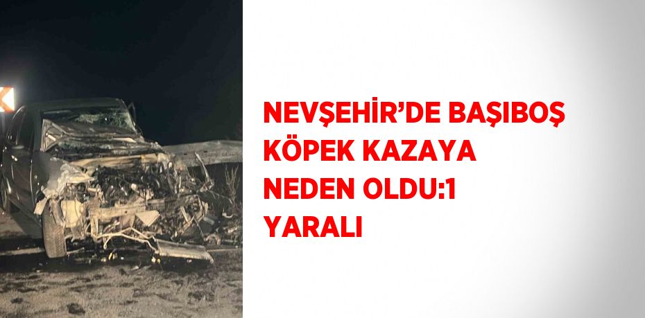 NEVŞEHİR’DE BAŞIBOŞ KÖPEK KAZAYA NEDEN OLDU:1 YARALI