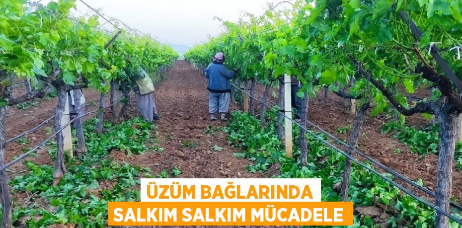 ÜZÜM BAĞLARINDA SALKIM SALKIM MÜCADELE