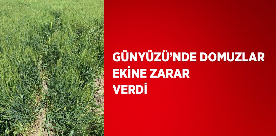 GÜNYÜZÜ’NDE DOMUZLAR EKİNE ZARAR VERDİ