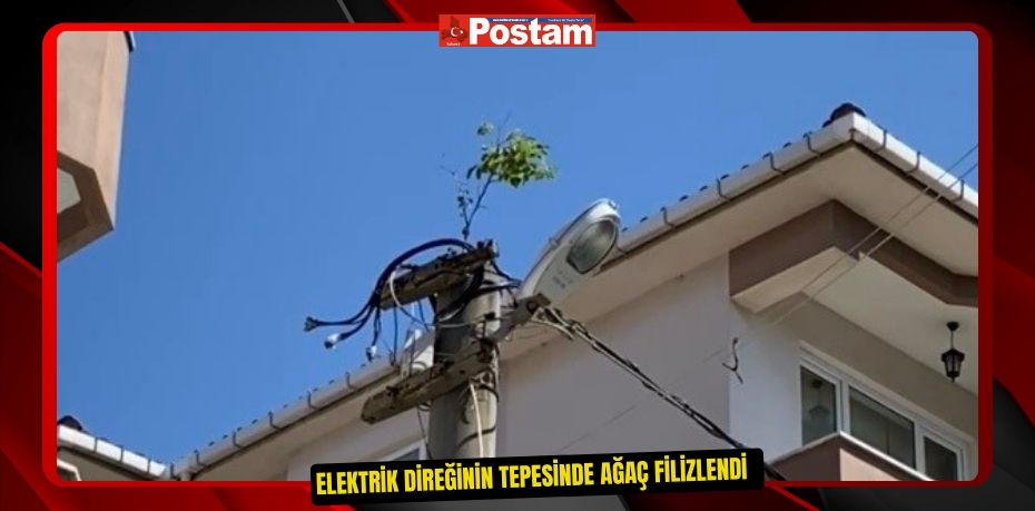 Elektrik direğinin tepesinde ağaç filizlendi  