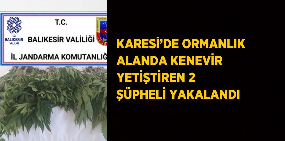 KARESİ’DE ORMANLIK ALANDA KENEVİR YETİŞTİREN 2 ŞÜPHELİ YAKALANDI