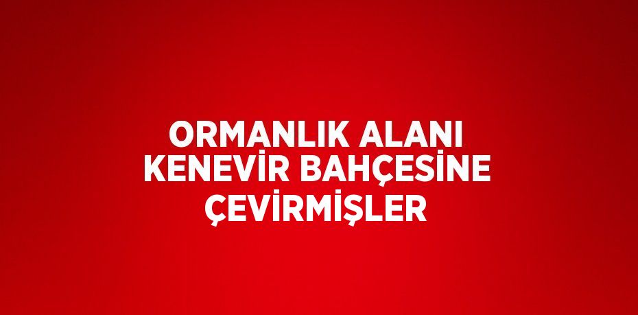 ORMANLIK ALANI KENEVİR BAHÇESİNE ÇEVİRMİŞLER