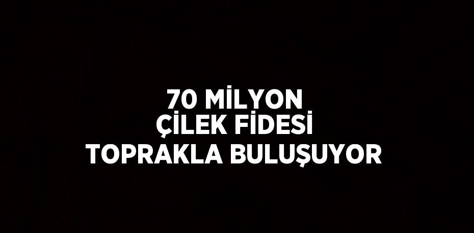 70 MİLYON ÇİLEK FİDESİ TOPRAKLA BULUŞUYOR