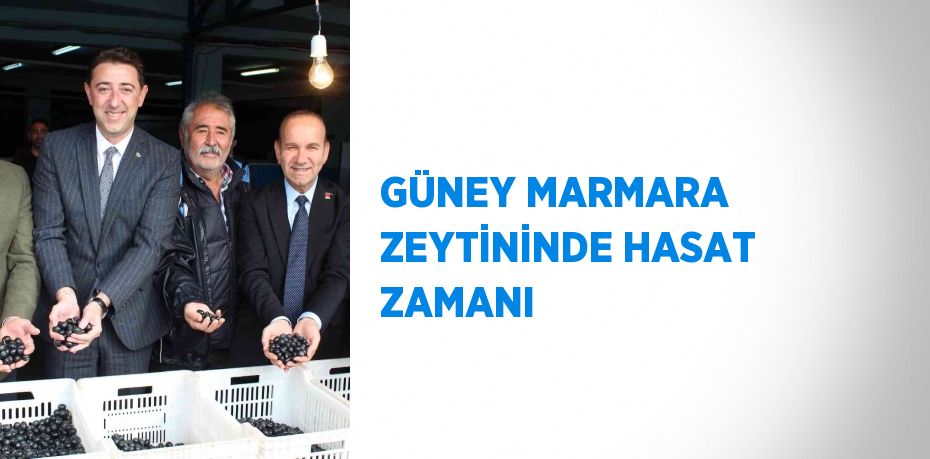 GÜNEY MARMARA ZEYTİNİNDE HASAT ZAMANI