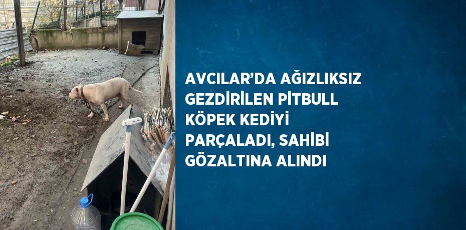 AVCILAR’DA AĞIZLIKSIZ GEZDİRİLEN PİTBULL KÖPEK KEDİYİ PARÇALADI, SAHİBİ GÖZALTINA ALINDI