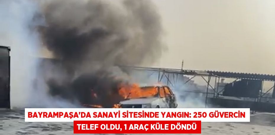 Bayrampaşa’da sanayi sitesinde yangın: 250 güvercin telef oldu, 1 araç küle döndü