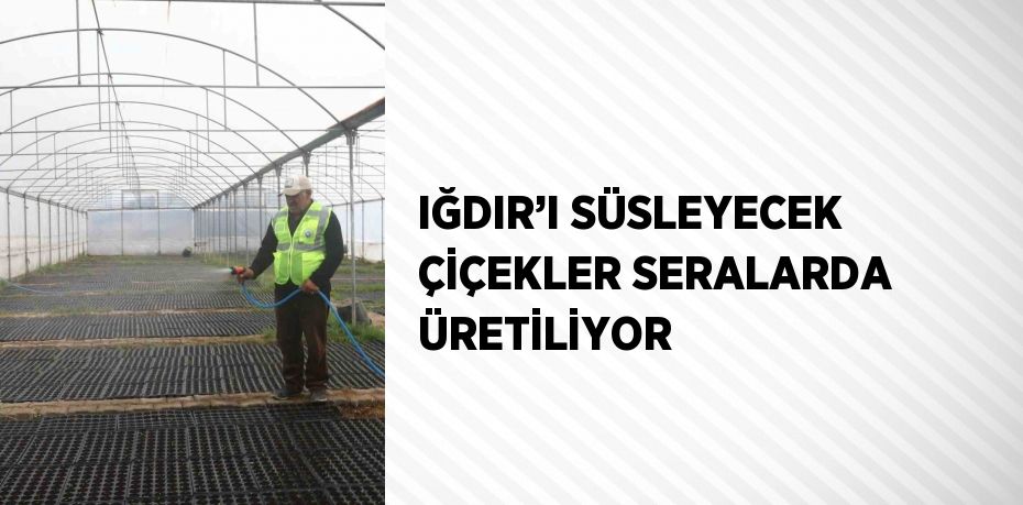 IĞDIR’I SÜSLEYECEK ÇİÇEKLER SERALARDA ÜRETİLİYOR