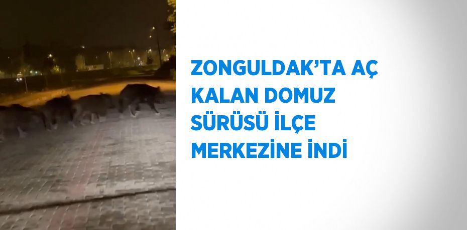 ZONGULDAK’TA AÇ KALAN DOMUZ SÜRÜSÜ İLÇE MERKEZİNE İNDİ