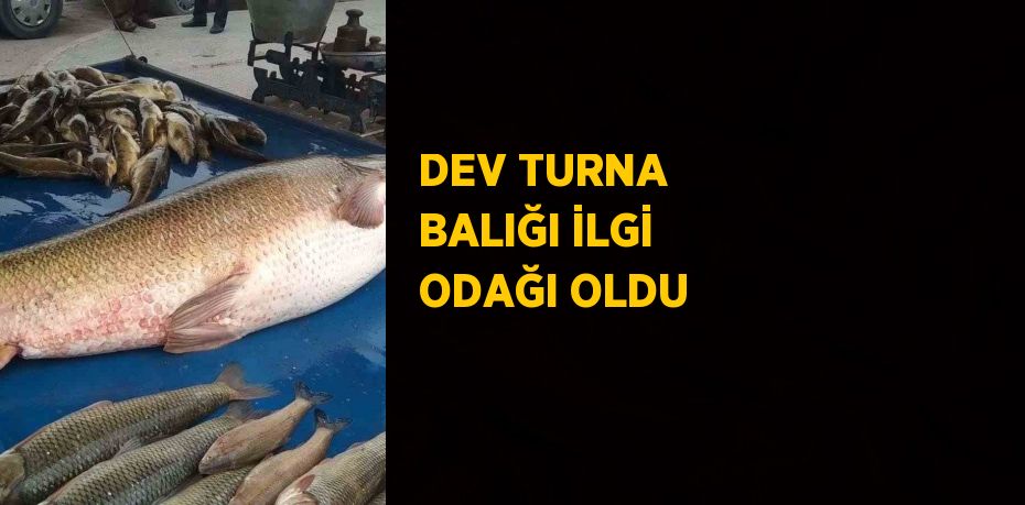 DEV TURNA BALIĞI İLGİ ODAĞI OLDU