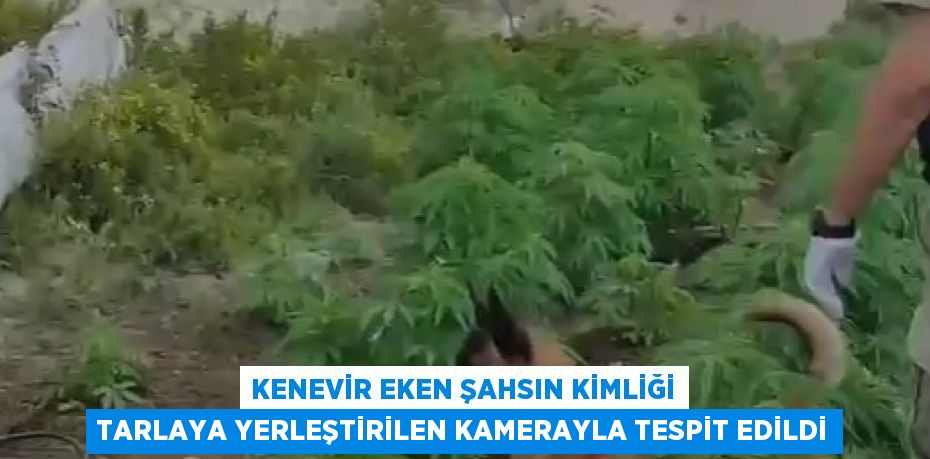 KENEVİR EKEN ŞAHSIN KİMLİĞİ TARLAYA YERLEŞTİRİLEN KAMERAYLA TESPİT EDİLDİ