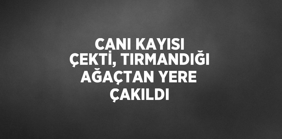 CANI KAYISI ÇEKTİ, TIRMANDIĞI AĞAÇTAN YERE ÇAKILDI