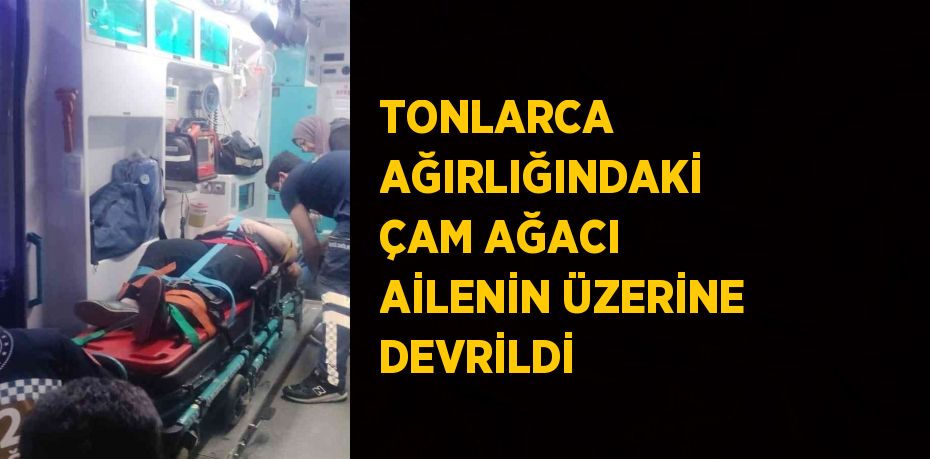 TONLARCA AĞIRLIĞINDAKİ ÇAM AĞACI AİLENİN ÜZERİNE DEVRİLDİ