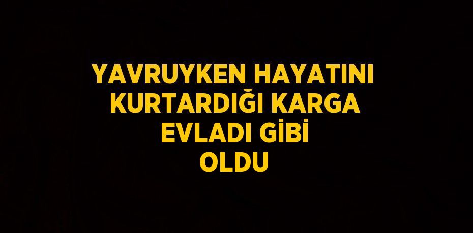 YAVRUYKEN HAYATINI KURTARDIĞI KARGA EVLADI GİBİ OLDU