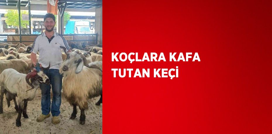 KOÇLARA KAFA TUTAN KEÇİ