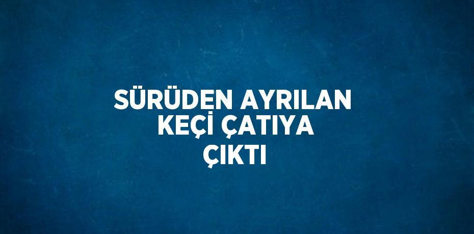 SÜRÜDEN AYRILAN KEÇİ ÇATIYA ÇIKTI