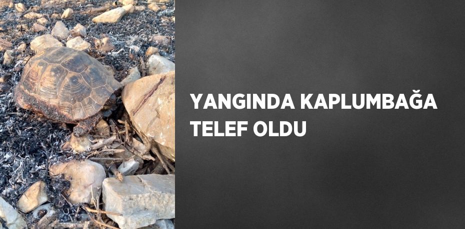 YANGINDA KAPLUMBAĞA TELEF OLDU