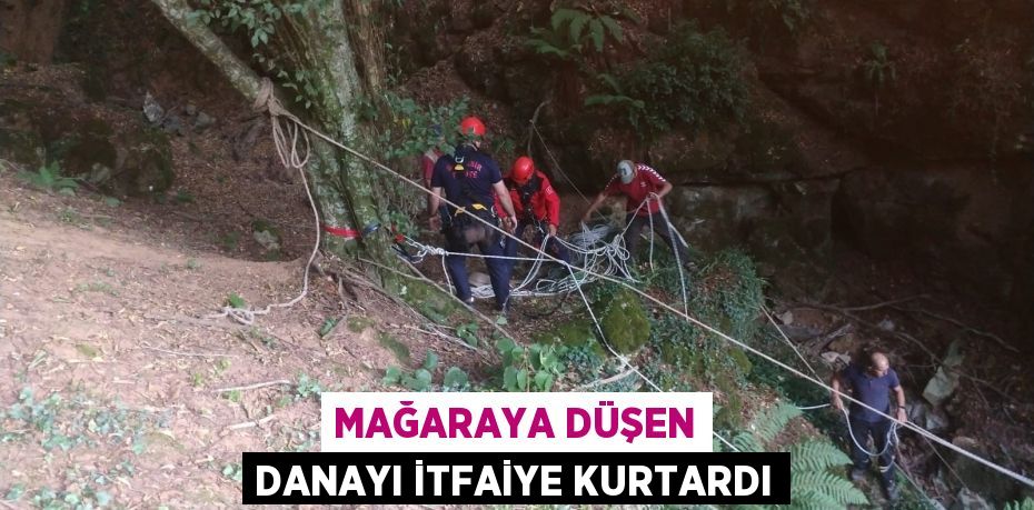 Mağaraya düşen danayı itfaiye kurtardı