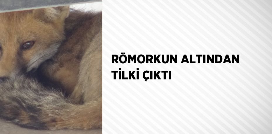 RÖMORKUN ALTINDAN TİLKİ ÇIKTI