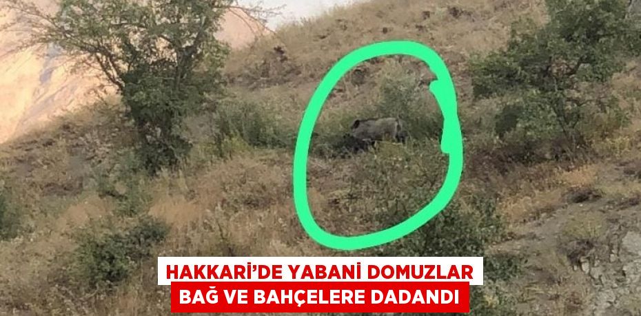 HAKKARİ’DE YABANİ DOMUZLAR BAĞ VE BAHÇELERE DADANDI