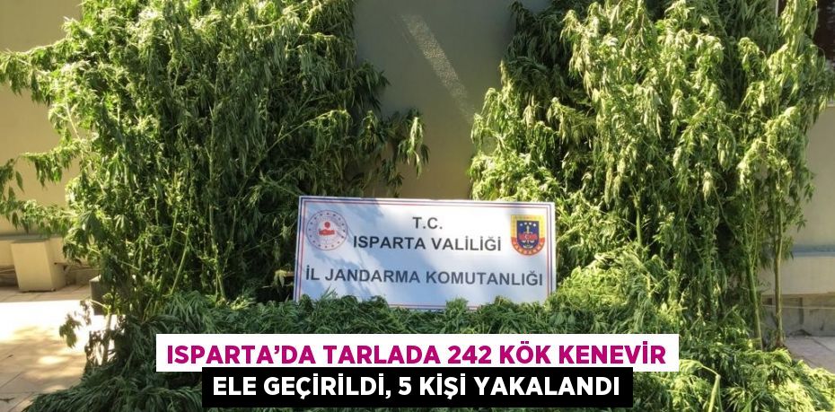 ISPARTA’DA TARLADA 242 KÖK KENEVİR ELE GEÇİRİLDİ, 5 KİŞİ YAKALANDI