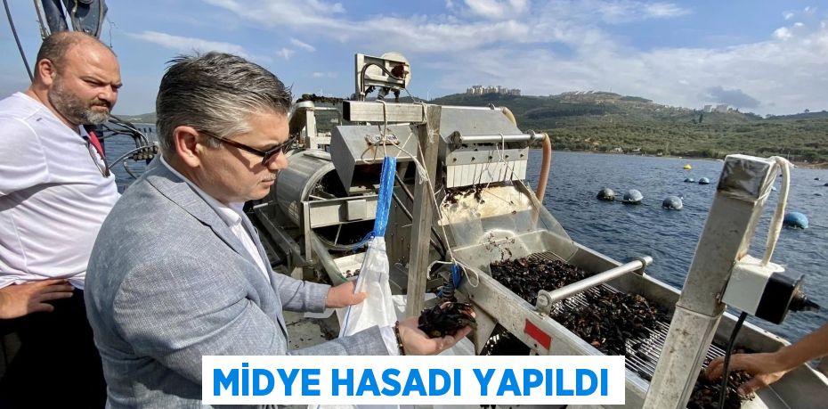 Midye hasadı yapıldı