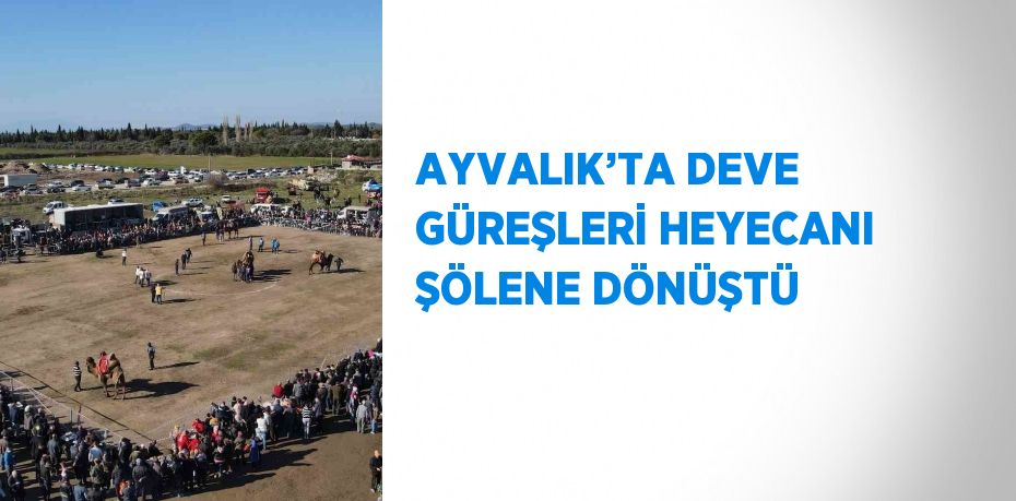 AYVALIK’TA DEVE GÜREŞLERİ HEYECANI ŞÖLENE DÖNÜŞTÜ