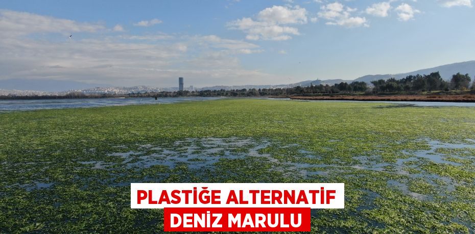 Plastiğe alternatif deniz marulu