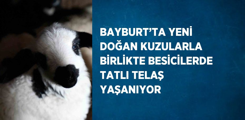 BAYBURT’TA YENİ DOĞAN KUZULARLA BİRLİKTE BESİCİLERDE TATLI TELAŞ YAŞANIYOR