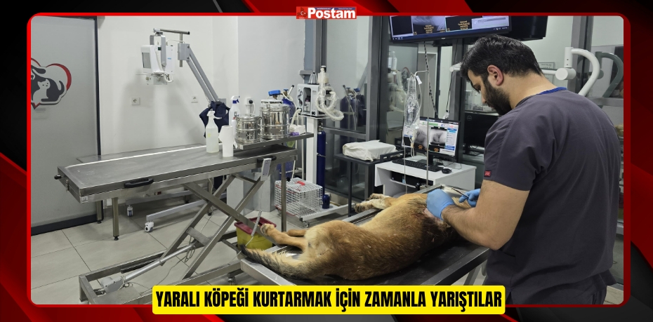 YARALI KÖPEĞİ KURTARMAK İÇİN ZAMANLA YARIŞTILAR