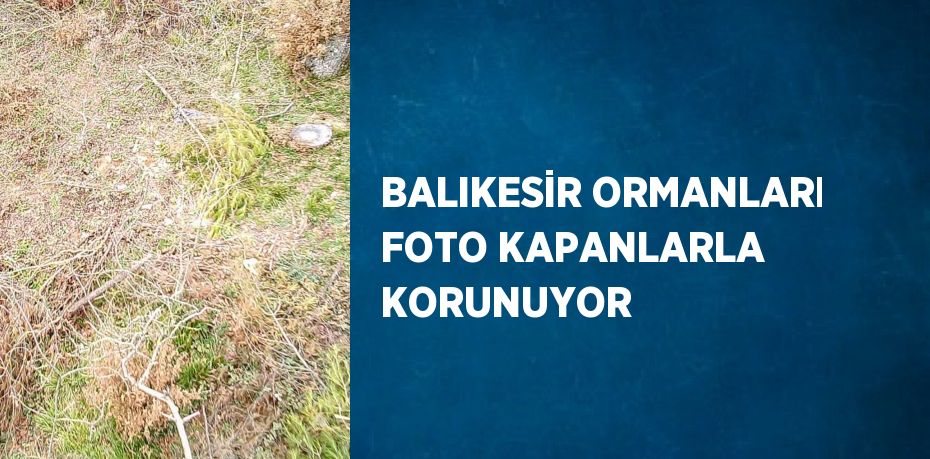 BALIKESİR ORMANLARI FOTO KAPANLARLA KORUNUYOR