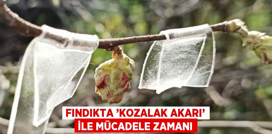 FINDIKTA ’KOZALAK AKARI’ İLE MÜCADELE ZAMANI