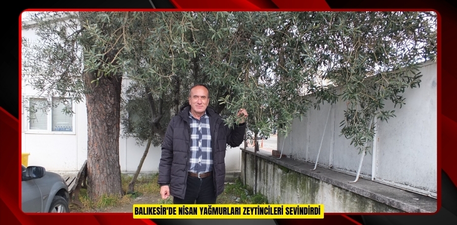 Balıkesir'de nisan yağmurları zeytincileri sevindirdi  