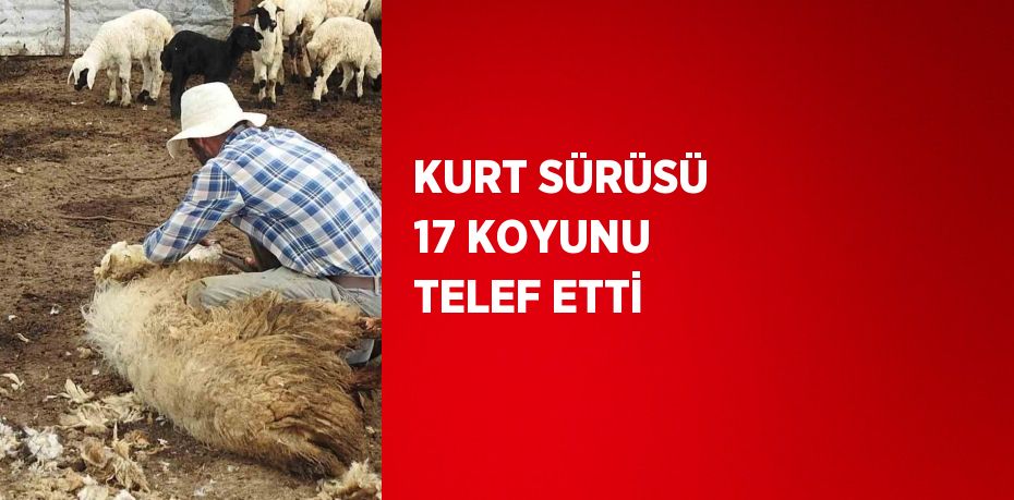 KURT SÜRÜSÜ 17 KOYUNU TELEF ETTİ