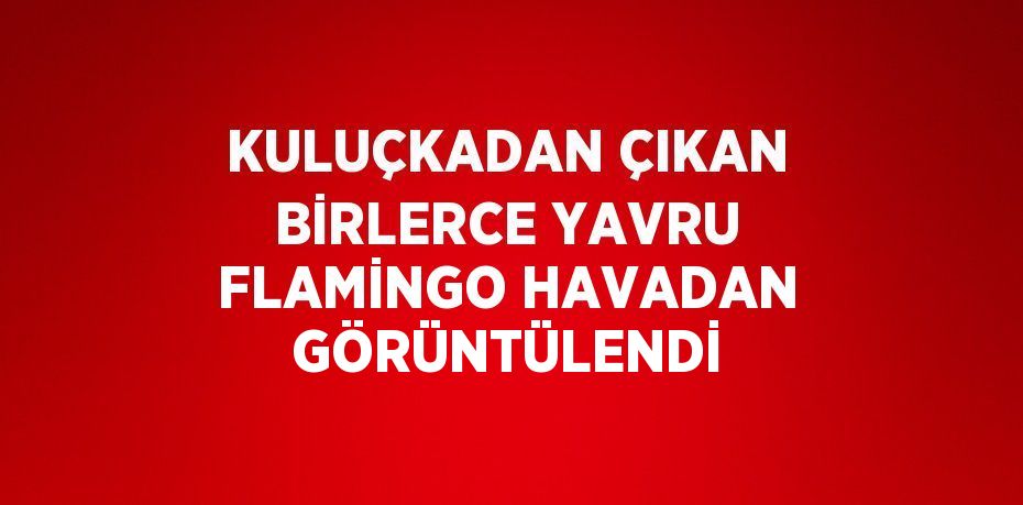 KULUÇKADAN ÇIKAN BİRLERCE YAVRU FLAMİNGO HAVADAN GÖRÜNTÜLENDİ