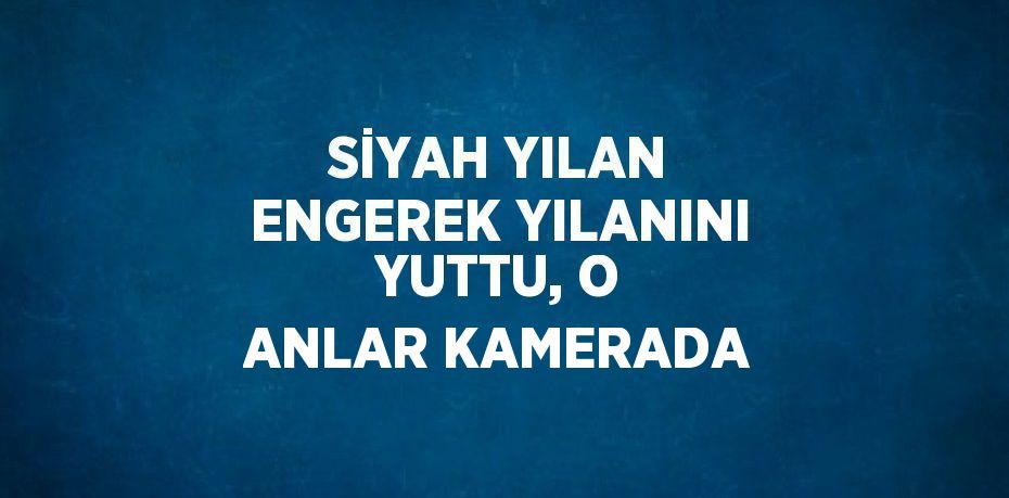 SİYAH YILAN ENGEREK YILANINI YUTTU, O ANLAR KAMERADA