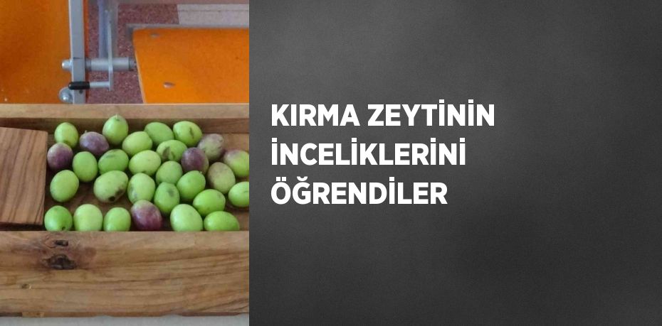 KIRMA ZEYTİNİN İNCELİKLERİNİ ÖĞRENDİLER