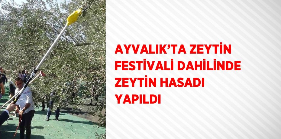 AYVALIK’TA ZEYTİN FESTİVALİ DAHİLİNDE ZEYTİN HASADI YAPILDI