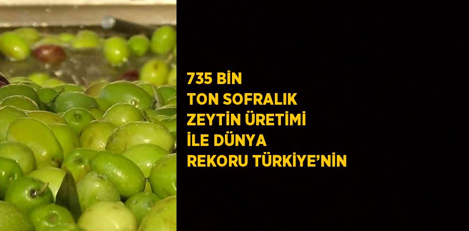 735 BİN TON SOFRALIK ZEYTİN ÜRETİMİ İLE DÜNYA REKORU TÜRKİYE’NİN