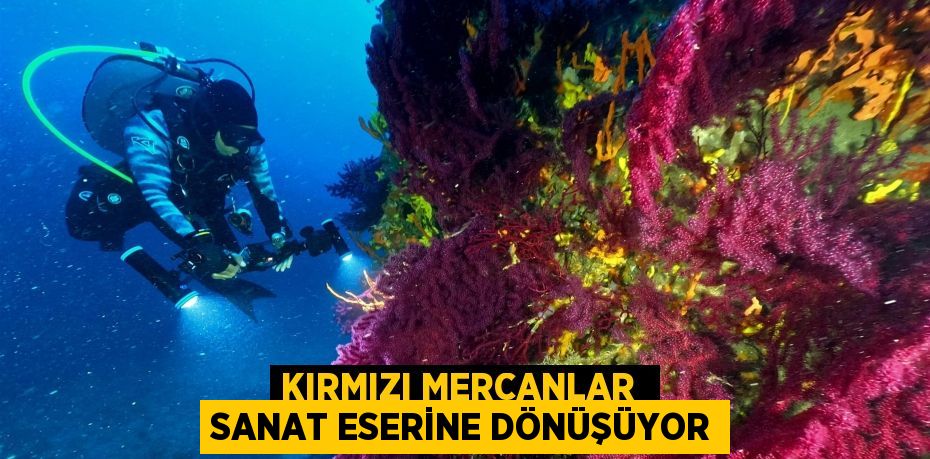 KIRMIZI MERCANLAR  SANAT ESERİNE DÖNÜŞÜYOR