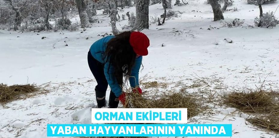 ORMAN EKİPLERİ YABAN HAYVANLARININ YANINDA