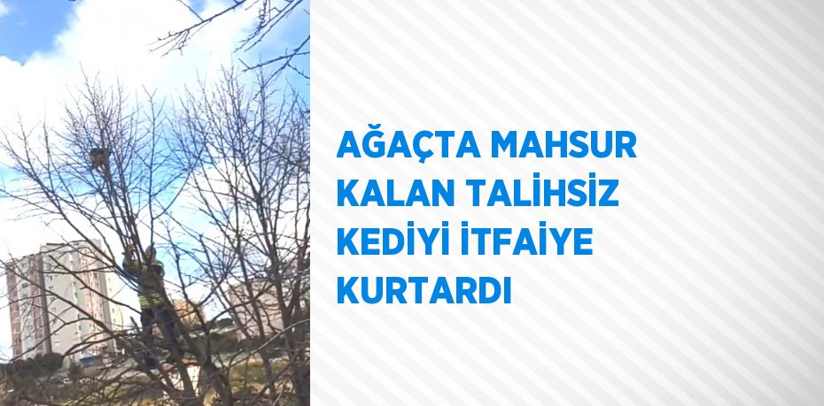 AĞAÇTA MAHSUR KALAN TALİHSİZ KEDİYİ İTFAİYE KURTARDI