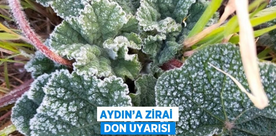 AYDIN’A ZİRAİ DON UYARISI