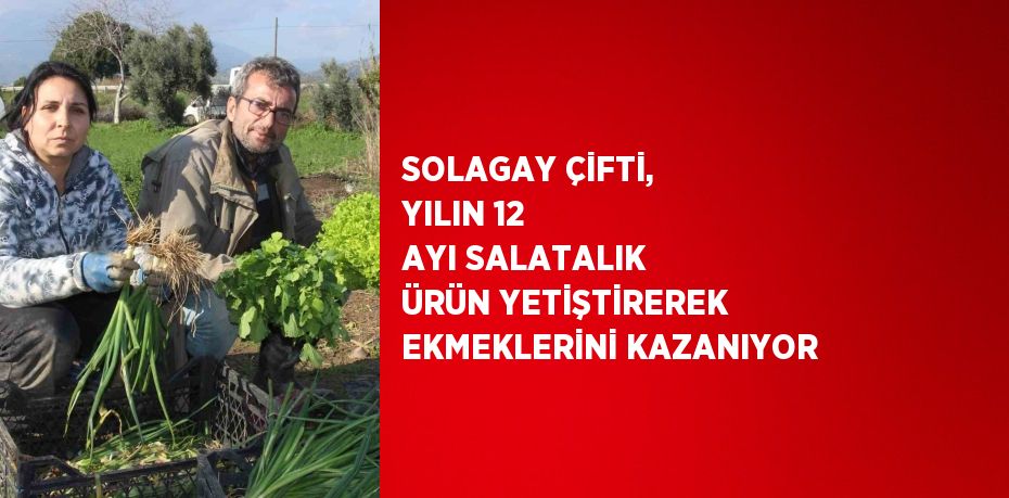 SOLAGAY ÇİFTİ, YILIN 12 AYI SALATALIK ÜRÜN YETİŞTİREREK EKMEKLERİNİ KAZANIYOR