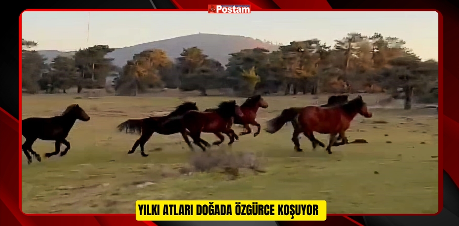 Yılkı atları doğada özgürce koşuyor  