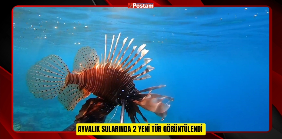 Ayvalık sularında 2 yeni tür görüntülendi  